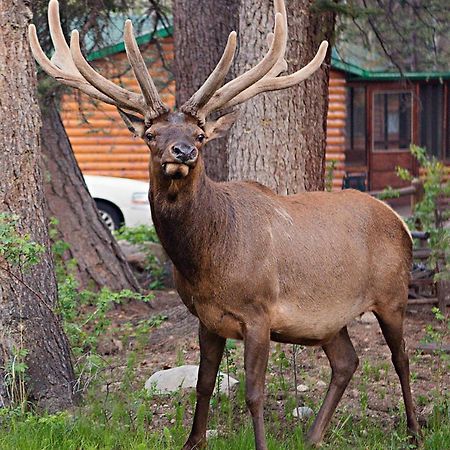 Idlewilde By The River Estes Park Exterior photo